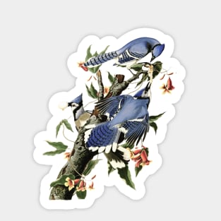 Vintage Blue Jay Illustration 1838 Sticker